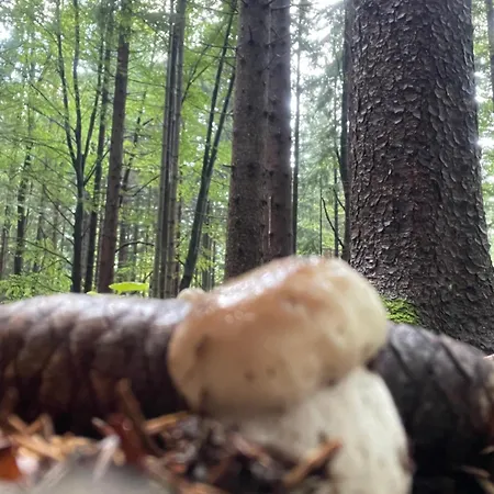 Pod Skalco Lägenhet