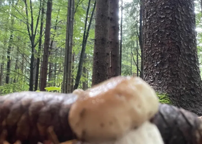 Pod Skalco Lägenhet