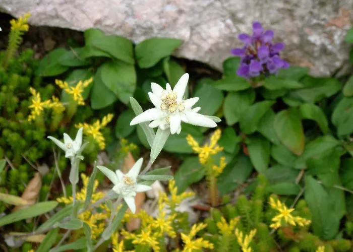 Pod Skalco Lejlighed *