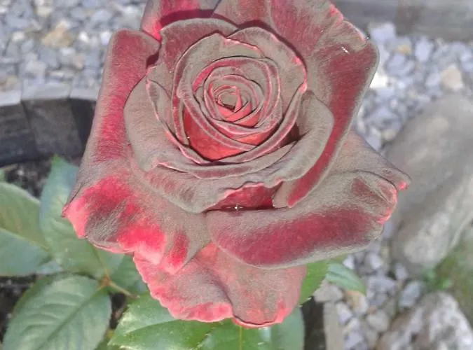 Apartment Pod Skalco *